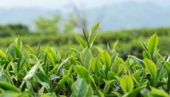 农业小型气象站为种植茶叶提供气象保障
